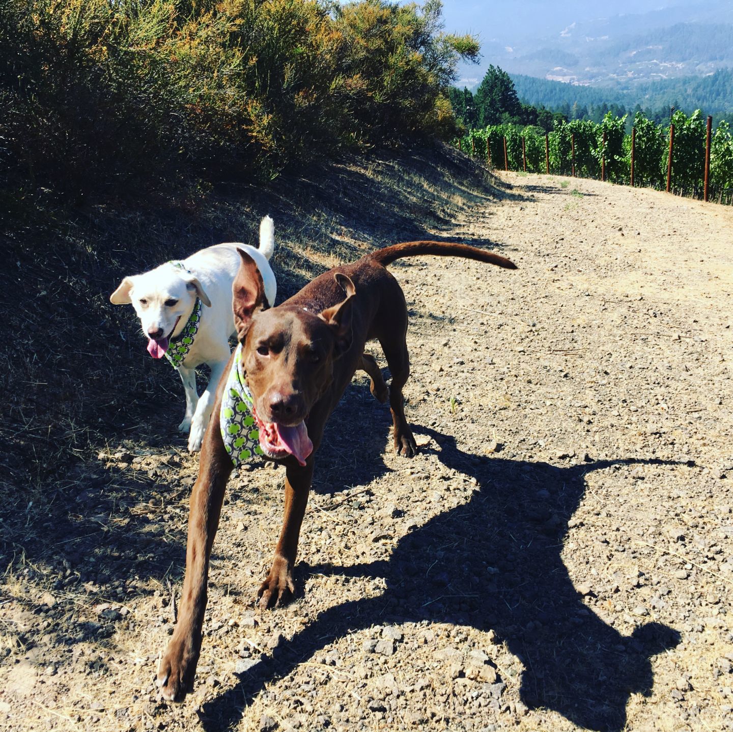 Lucy & Lily